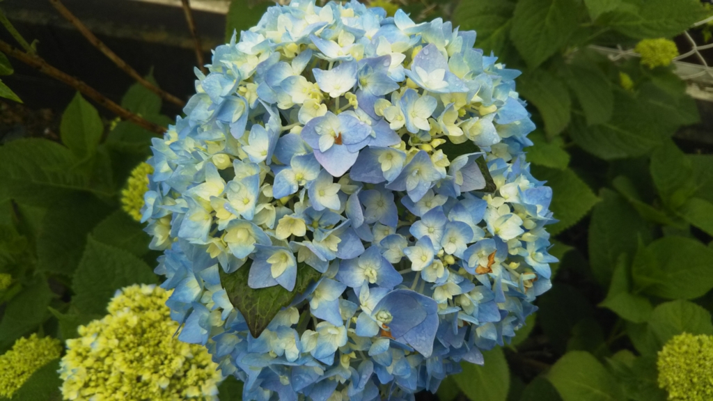 f:id:Yoshikoi:20170513164629j:plain f:id:Yoshikoi:20170513164629j:plain