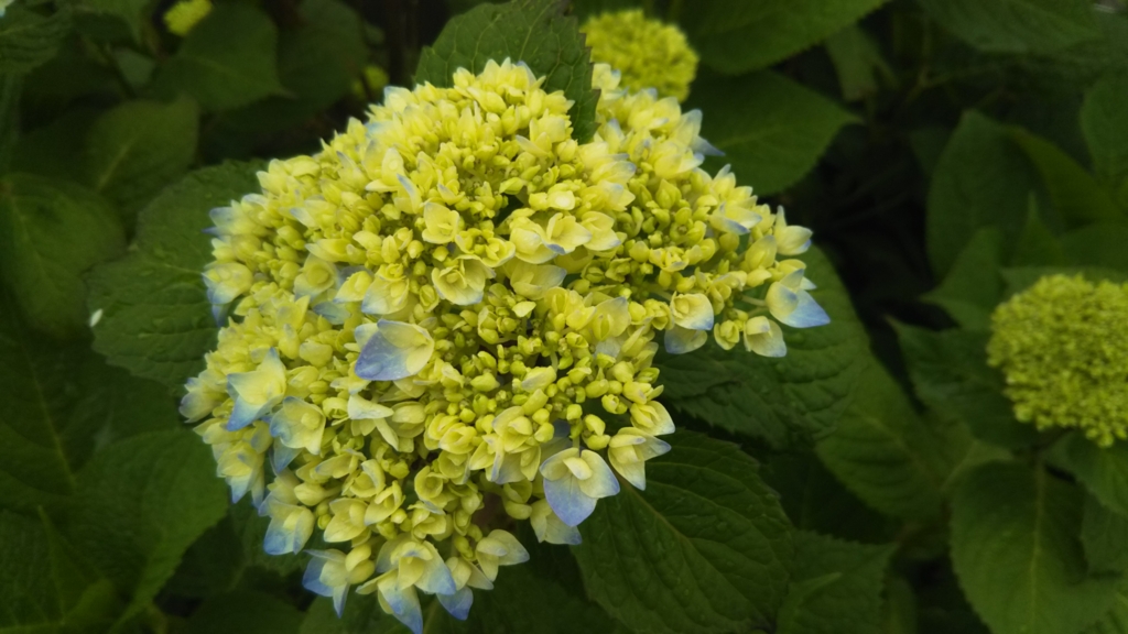 f:id:Yoshikoi:20170513164649j:plain f:id:Yoshikoi:20170513164649j:plain