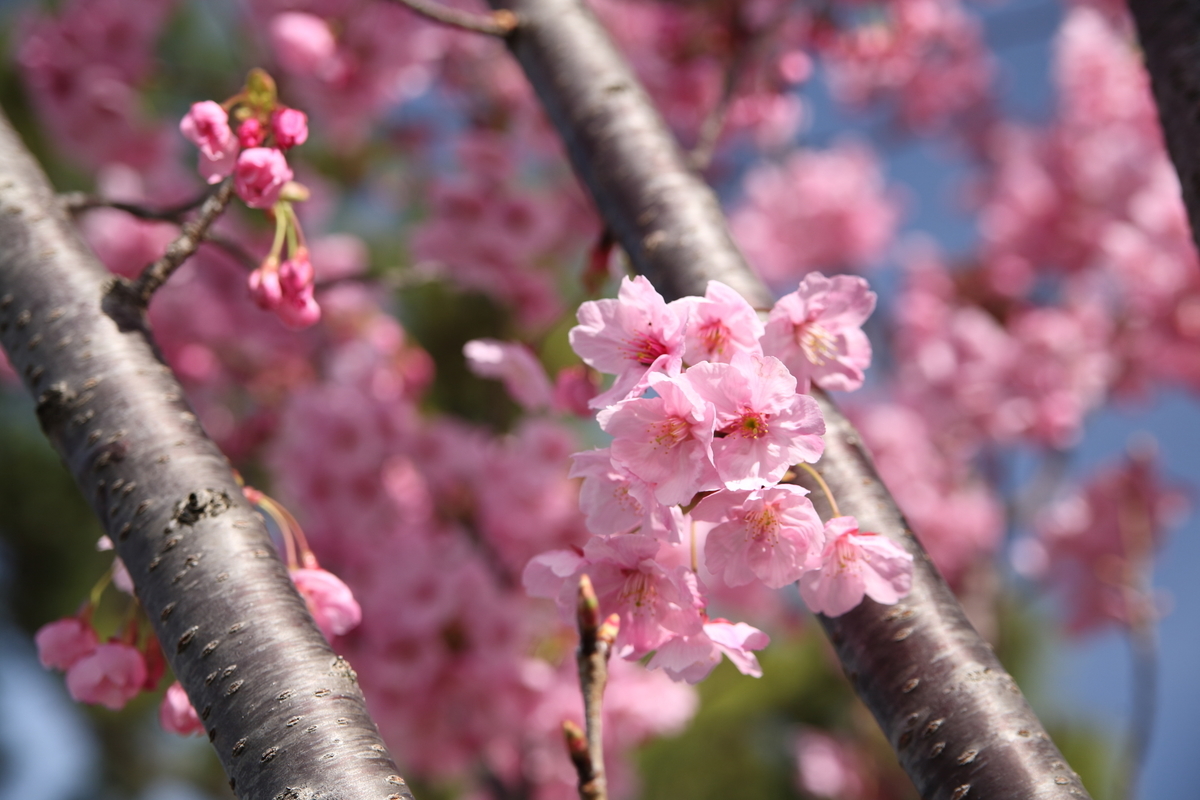 f:id:Yoshio2:20210321130631j:plain