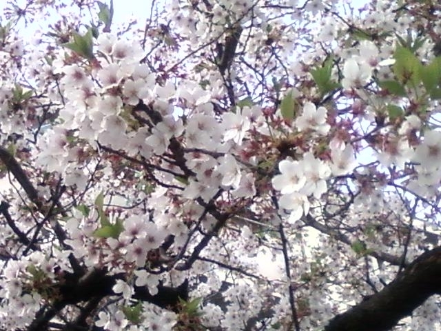 そろそろ散り始めた桜＠大阪