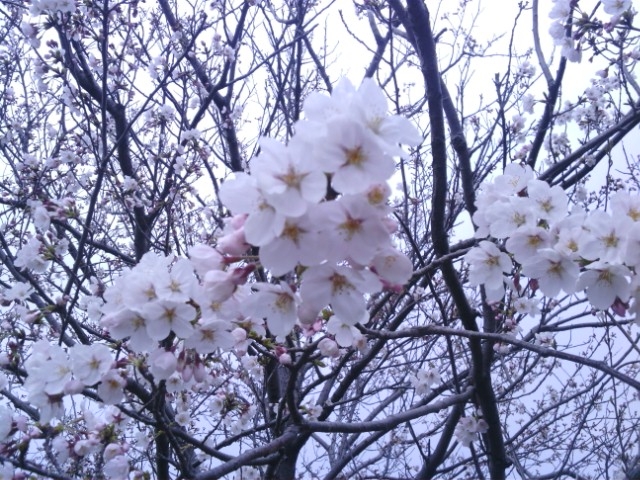  天神川の桜