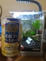 缶チューハイ部