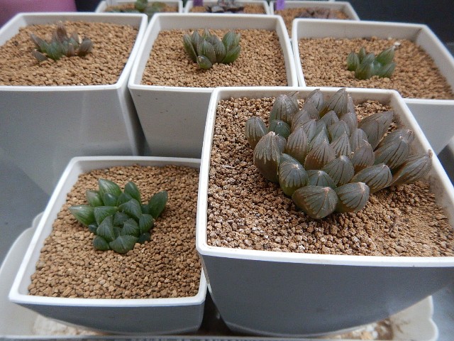 我が家の多肉さん達 - ウチのタニクさんメモ