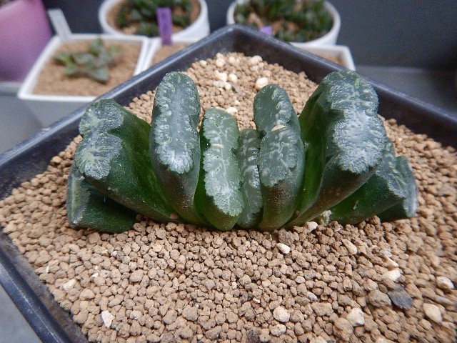 我が家の多肉さん達 - ウチのタニクさんメモ