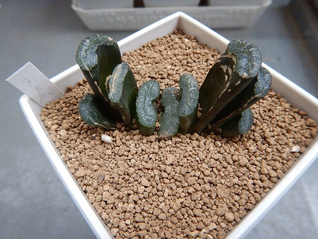 我が家の多肉さん達 - ウチのタニクさんメモ