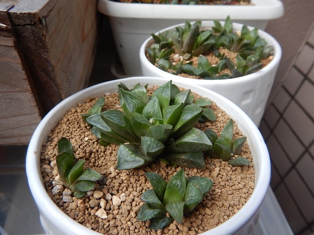 マキさんご確認用 ハオルチア マキさんご確認用 ハオルチア マキさんご確認用 ハオルチア