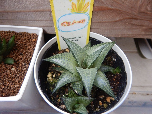 我が家の多肉さん達 - ウチのタニクさんメモ