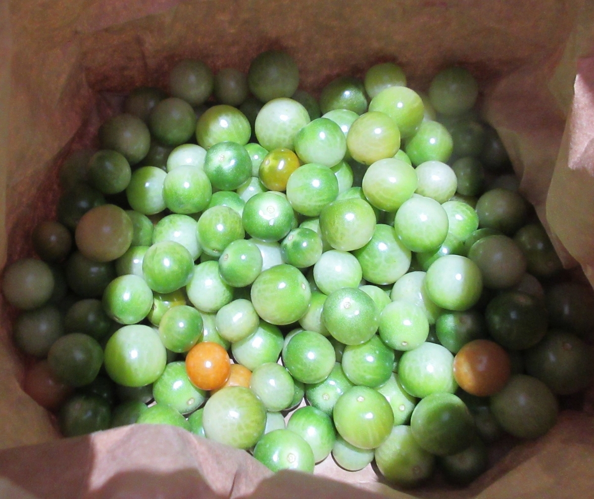f:id:Yotoro:20201103011232j:plain f:id:Yotoro:20201103011232j:plain