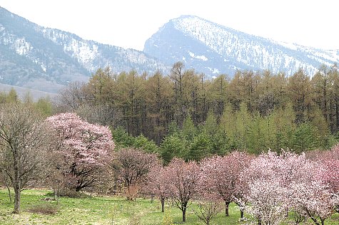 f:id:Youko:20110513182420j:image