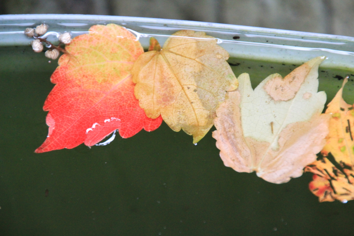 f:id:Youko:20141102092021j:image:w640