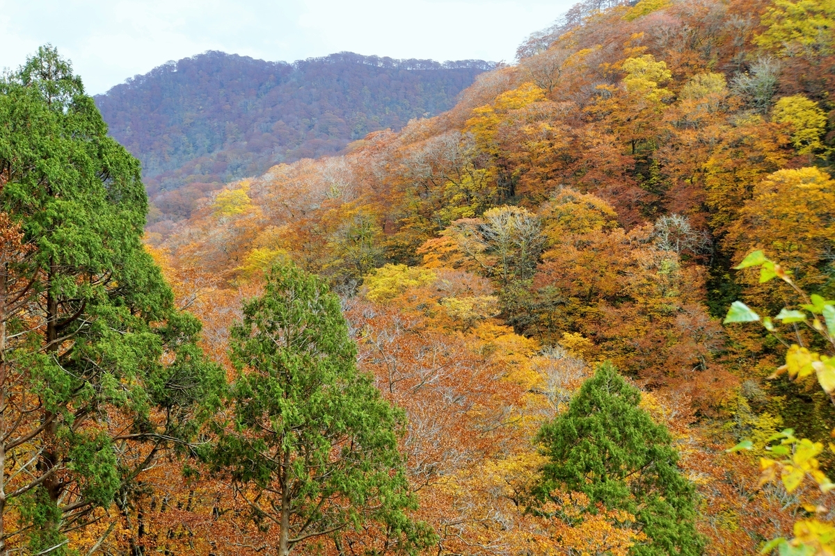 f:id:Youko:20181025221552j:image:w640