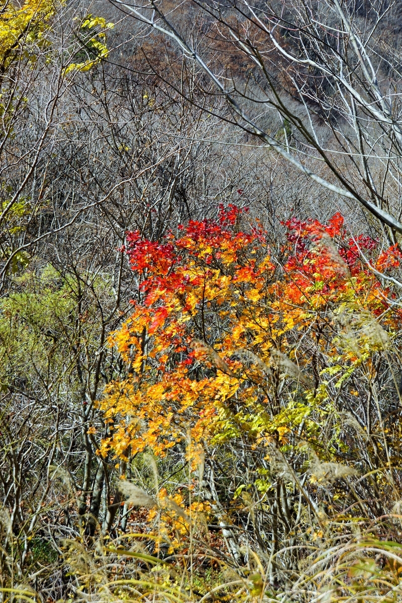 f:id:Youko:20181114105335j:image:w360