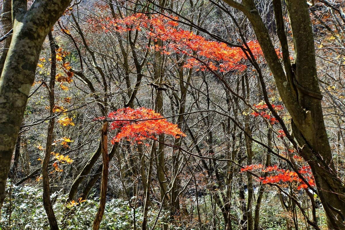 f:id:Youko:20181114105356j:image:w640