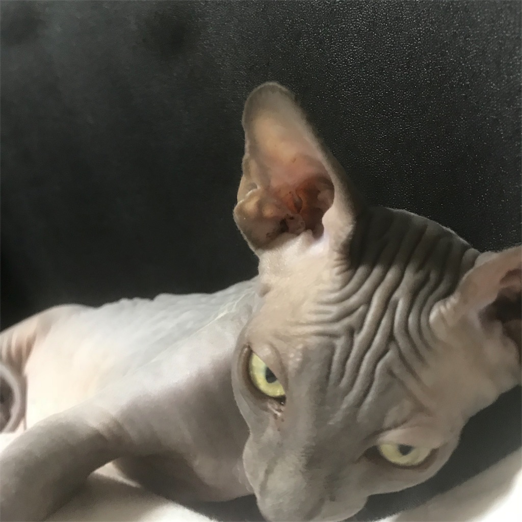 一人暮らしで猫アレルギー持ちがスフィンクス飼ってみた 今からブログで稼げるの