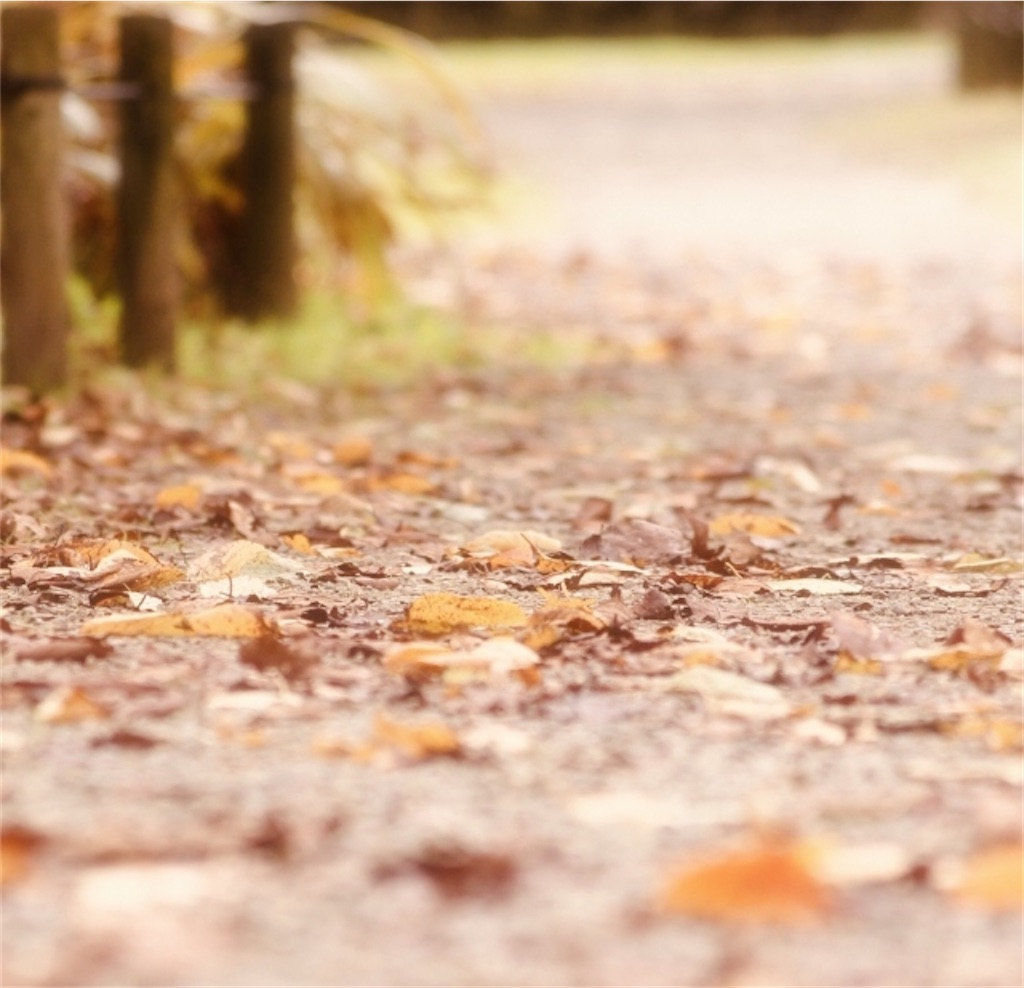 f:id:Yubaaba:20211206065402j:image f:id:Yubaaba:20211206065402j:image