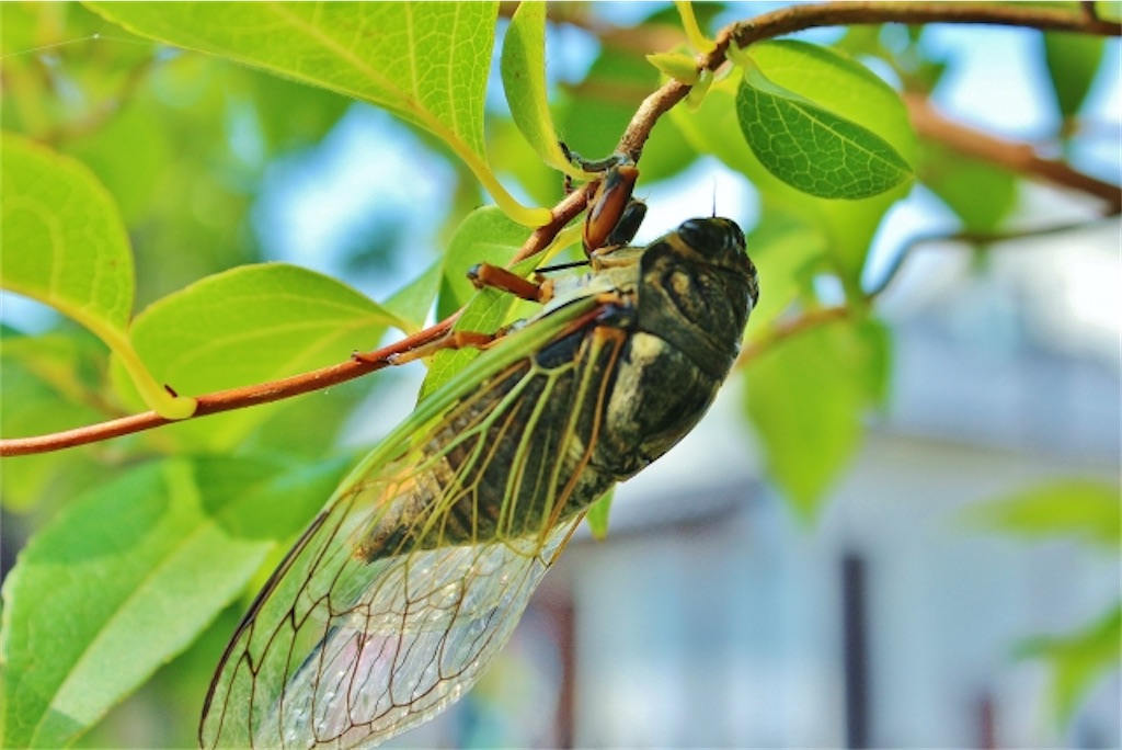 f:id:Yubaaba:20220725204920j:image