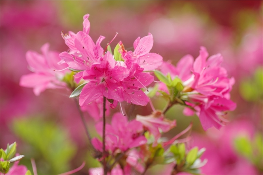 f:id:Yubaaba:20240430213635j:image
