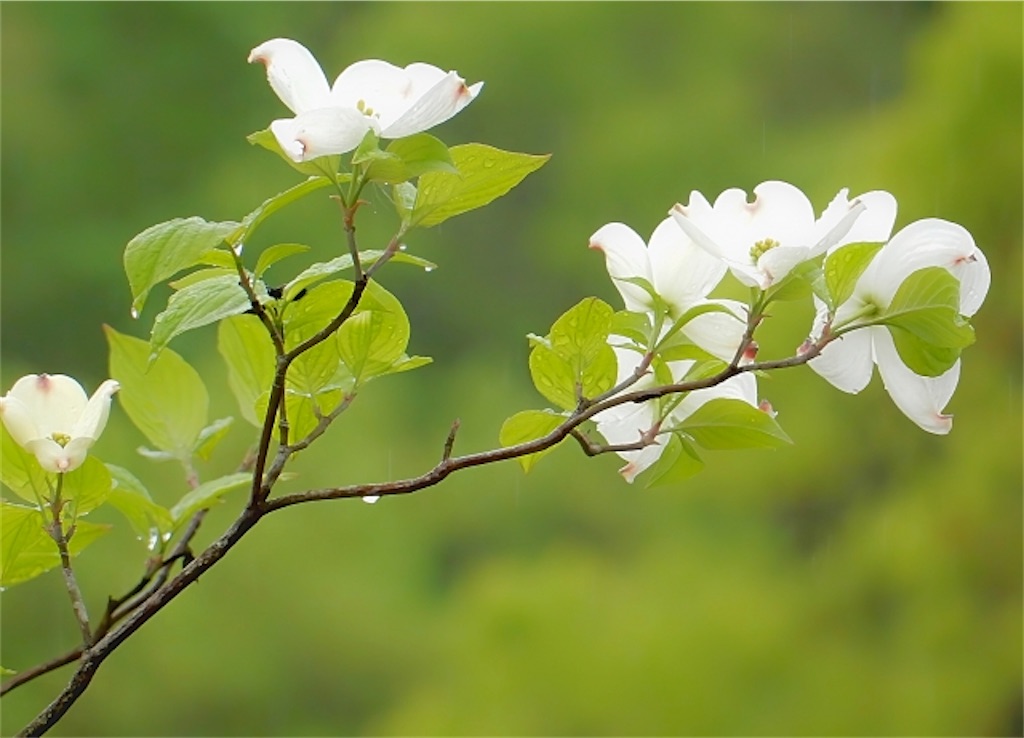 f:id:Yubaaba:20240515221302j:image