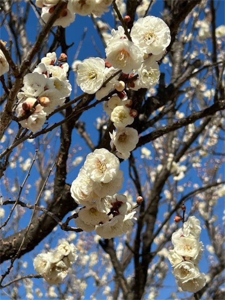 f:id:Yubaaba:20250222224022j:image