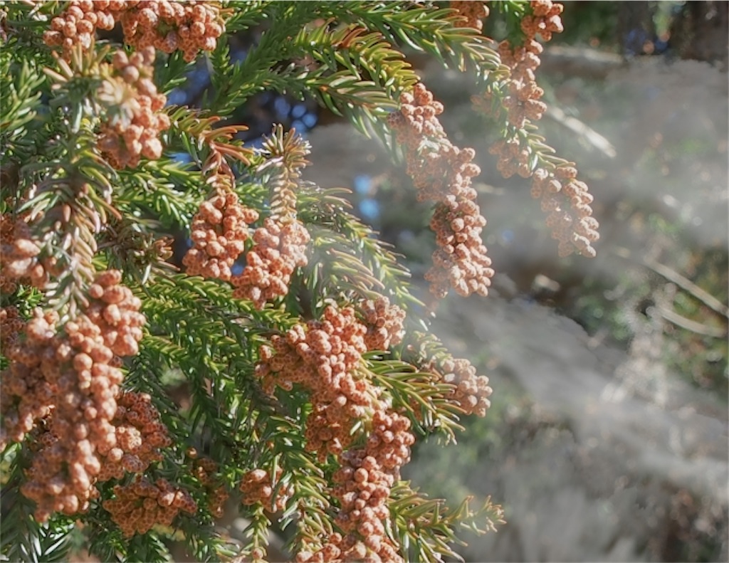 f:id:Yubaaba:20250315060416j:image