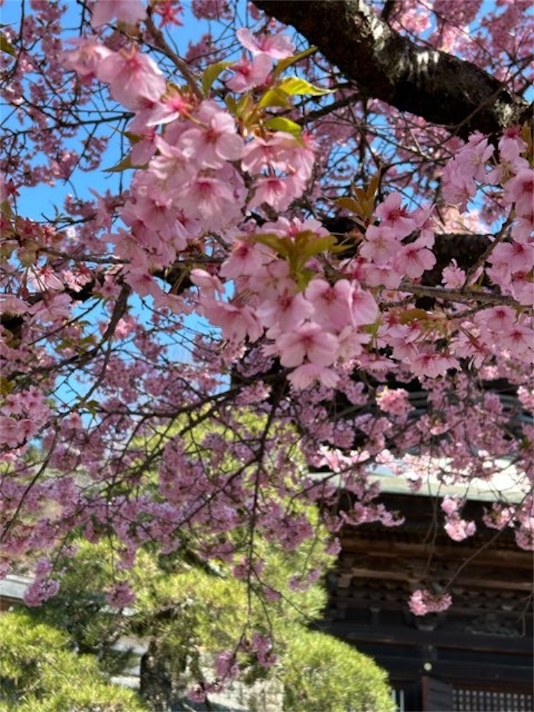 f:id:Yubaaba:20250321153600j:image