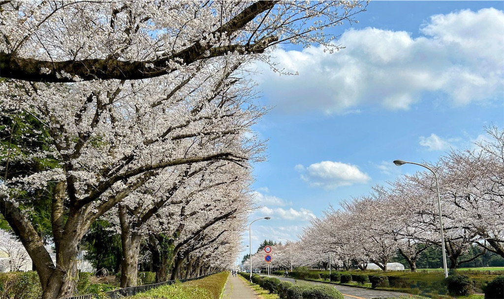 f:id:Yubaaba:20250405174206j:image