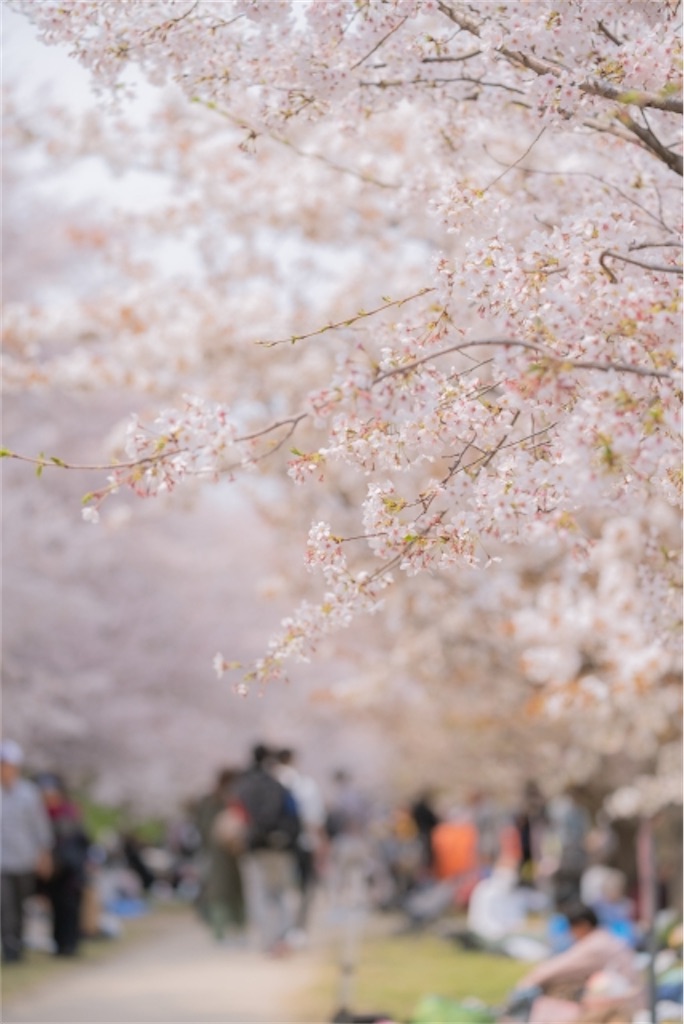 f:id:Yubaaba:20250406161259j:image f:id:Yubaaba:20250406161259j:image