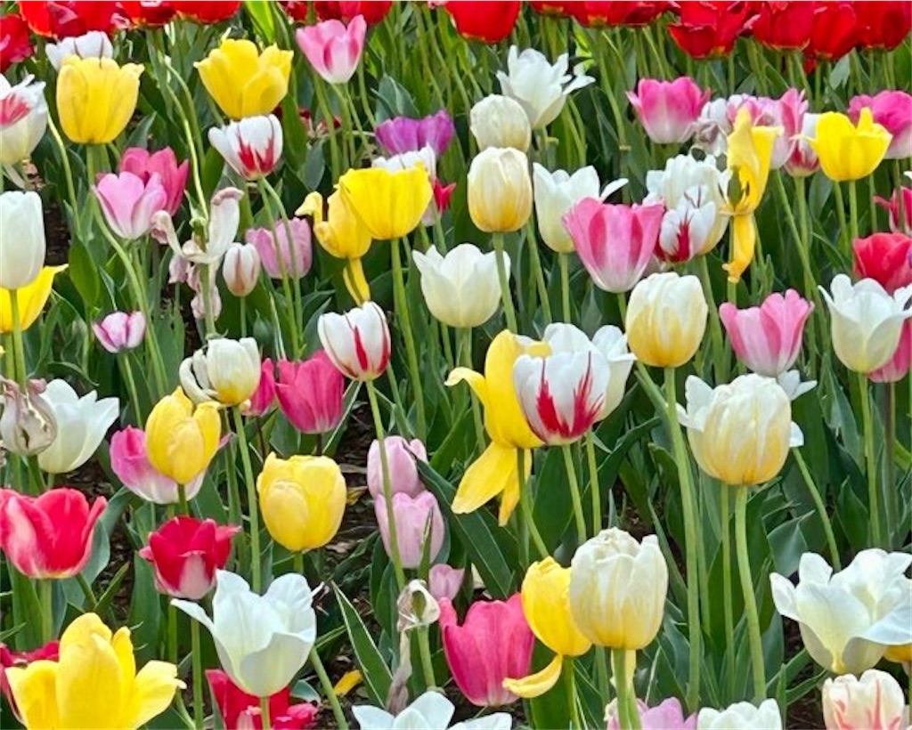 f:id:Yubaaba:20250419215819j:image