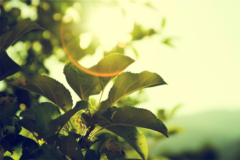 f:id:Yubaaba:20250420110153j:image
