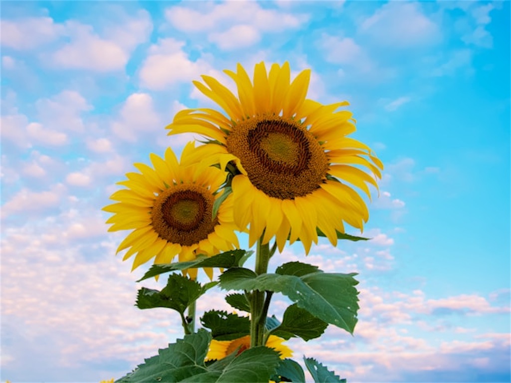 f:id:Yubaaba:20250816114100j:image f:id:Yubaaba:20250816114100j:image