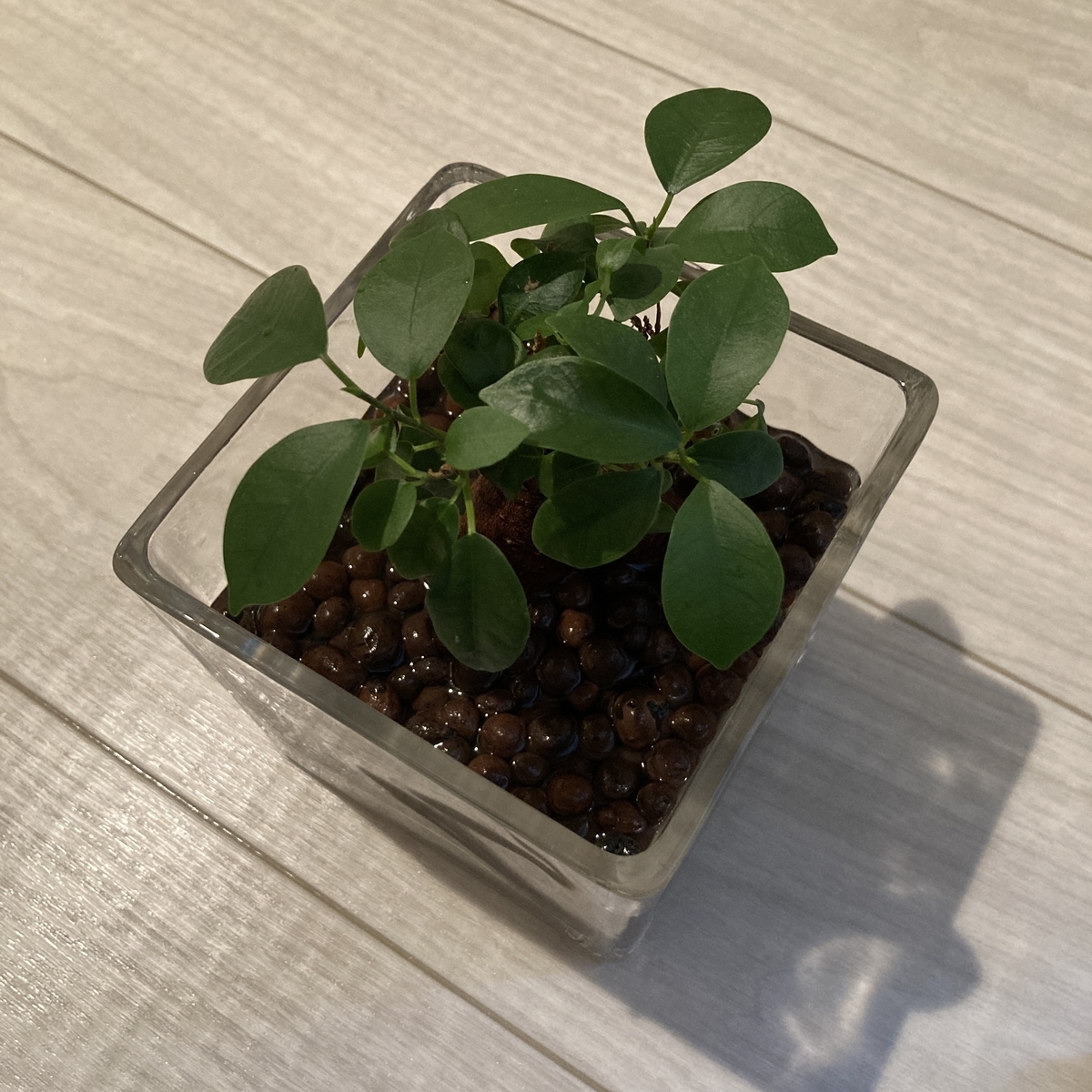 ガラス鉢 ハイドロカルチャー 水 観葉植物 ガジュマル パキラ ハイドロボール ハイドロコーン