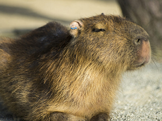 f:id:Yukigatari:20180610205032j:plain f:id:Yukigatari:20180610205032j:plain