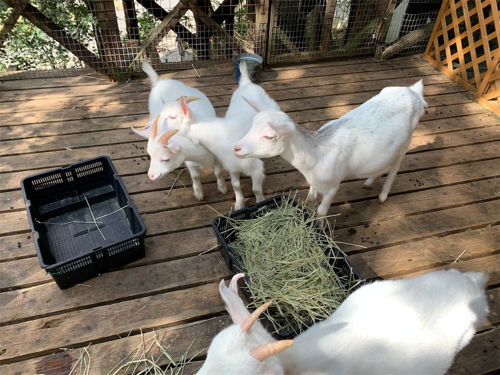 f:id:Yukitokidoki:20191004200401j:image f:id:Yukitokidoki:20191004200401j:image
