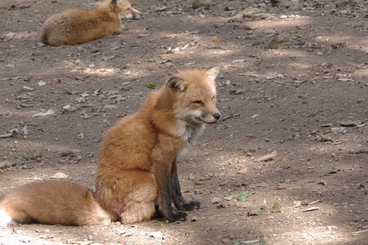 f:id:Yukitokidoki:20191004200715j:plain f:id:Yukitokidoki:20191004200715j:plain