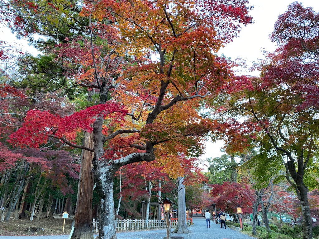 f:id:Yukonosuke:20201118174155j:image
