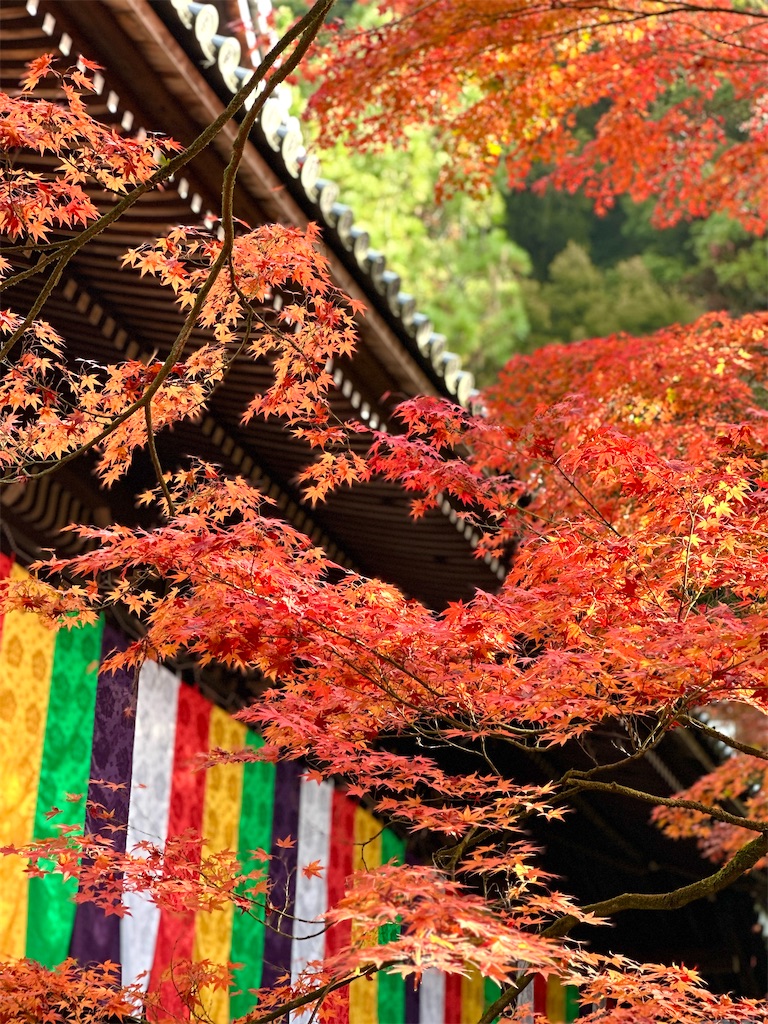f:id:Yukonosuke:20231024191943j:image