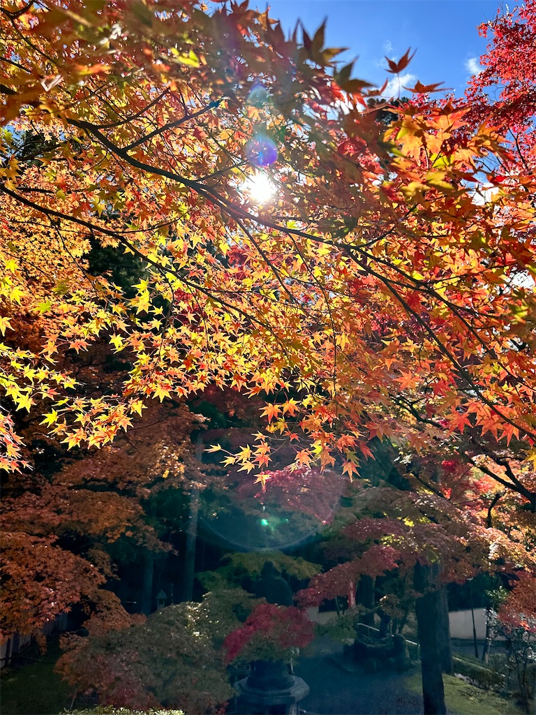 f:id:Yukonosuke:20231129211044j:image