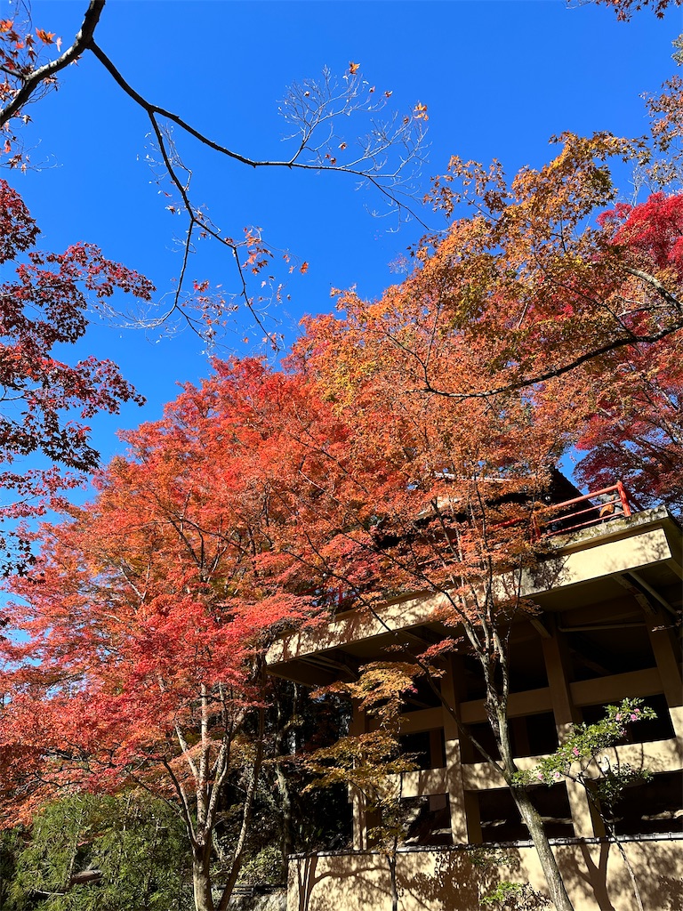 f:id:Yukonosuke:20231129214156j:image
