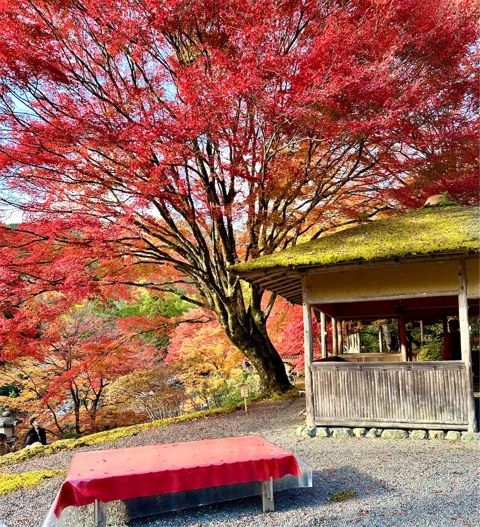 f:id:Yukonosuke:20231212141841j:image