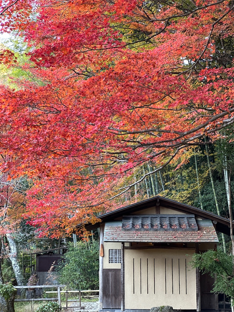 f:id:Yukonosuke:20231213163546j:image
