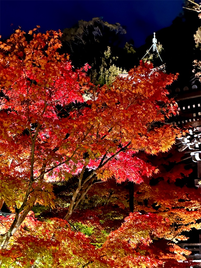 f:id:Yukonosuke:20241204155922j:image