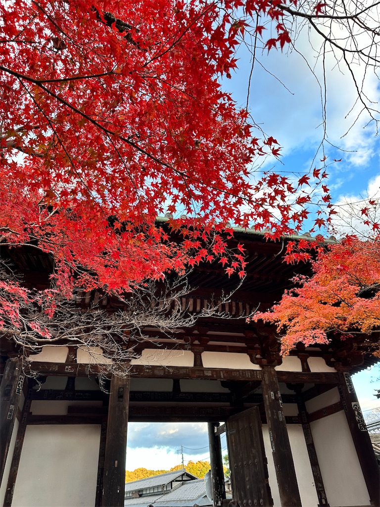 f:id:Yukonosuke:20241213205405j:image