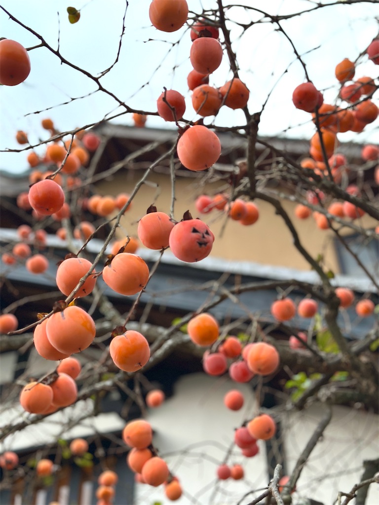 f:id:Yukonosuke:20241213205450j:image