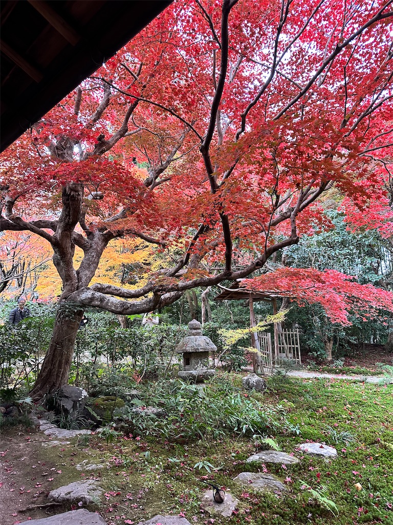 f:id:Yukonosuke:20241219145434j:image