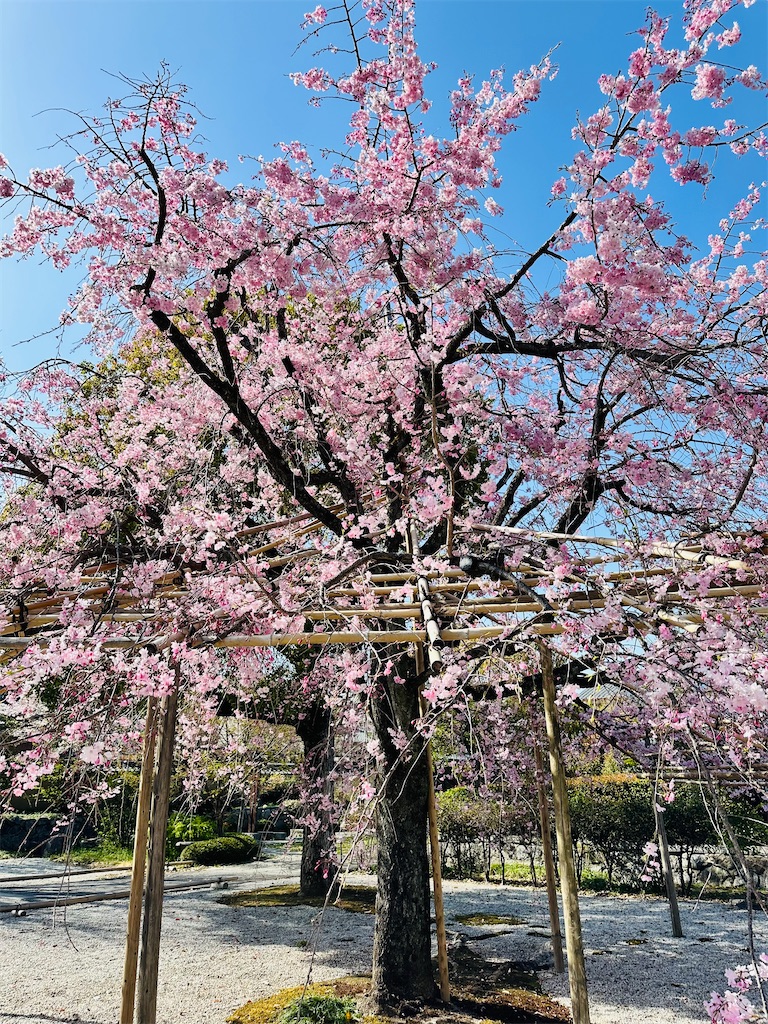 f:id:Yukonosuke:20250416181638j:image
