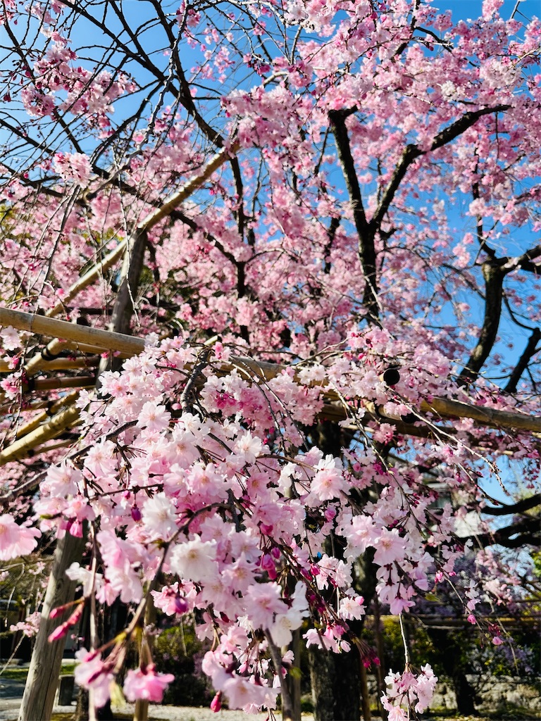 f:id:Yukonosuke:20250416182827j:image