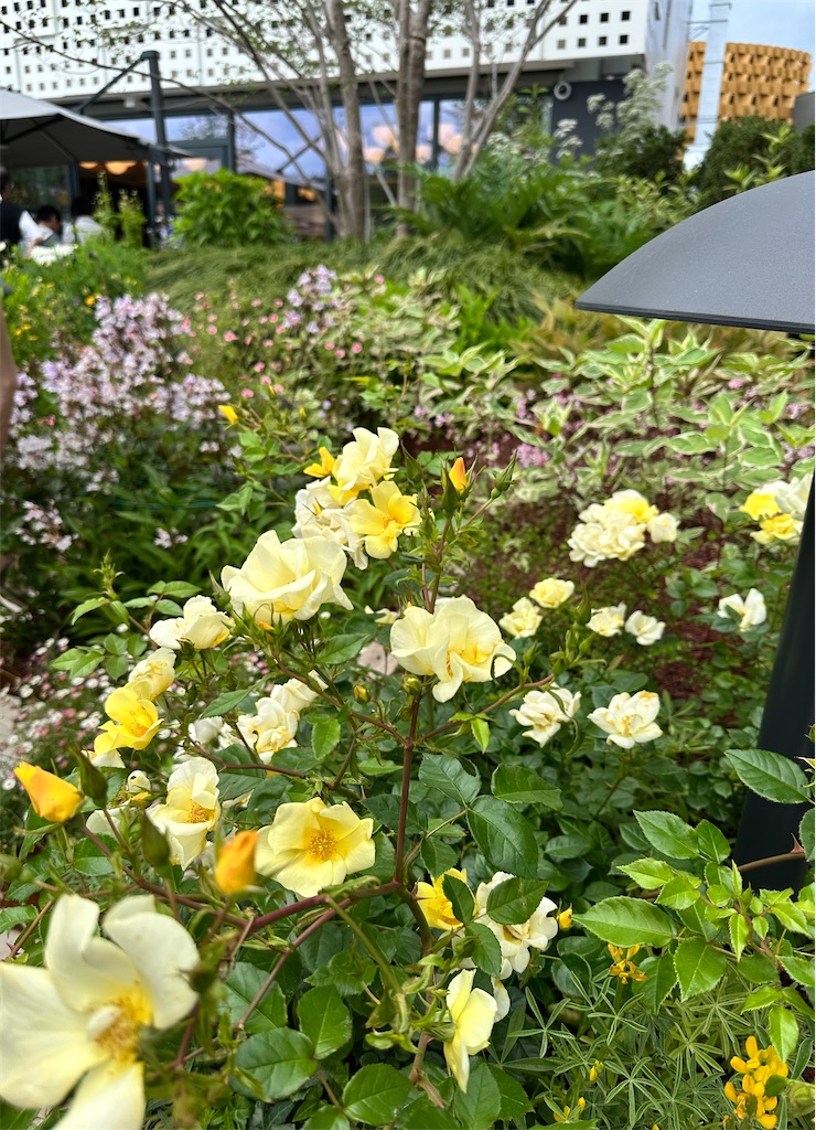 f:id:Yukonosuke:20250606155000j:image