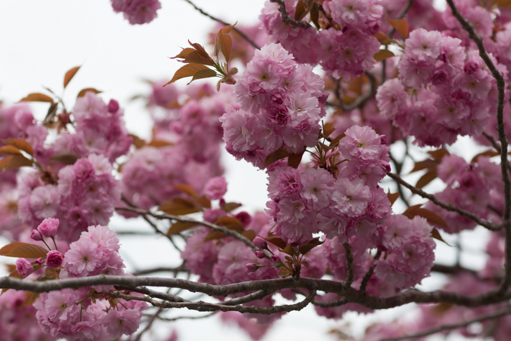 f:id:Yume-jun:20140518230112j:image:w640 f:id:Yume-jun:20140518230112j:image:w640