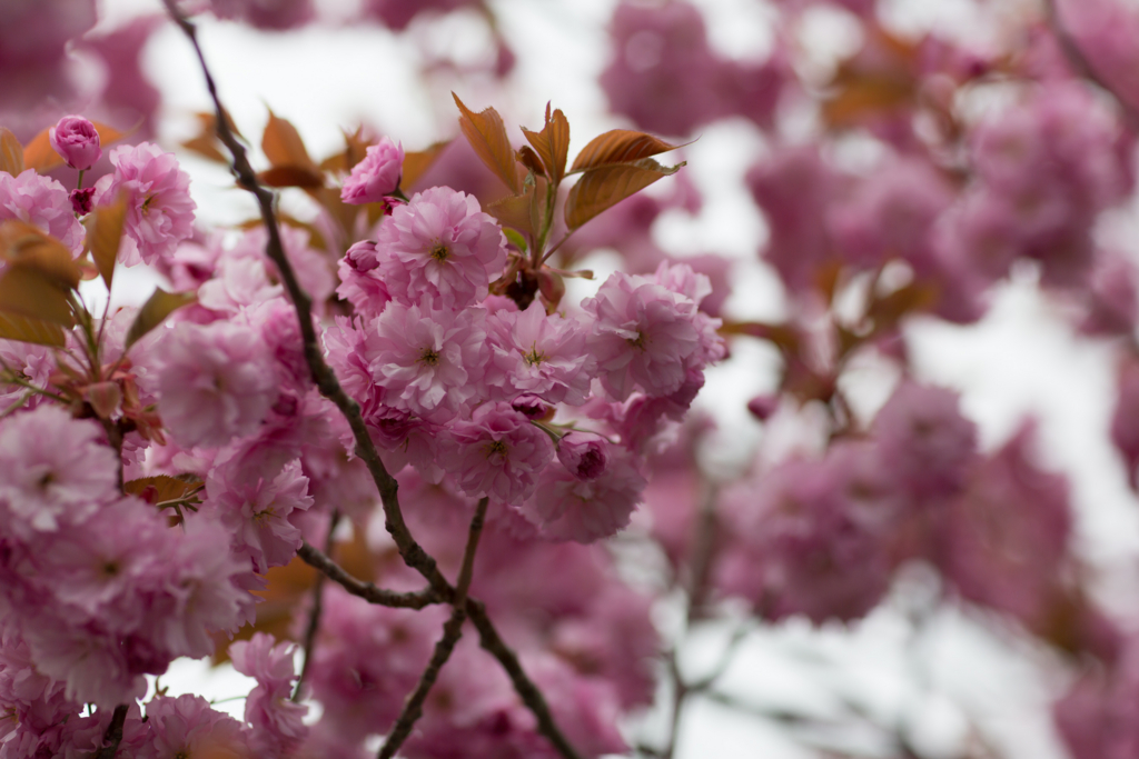 f:id:Yume-jun:20140518230120j:image:w640 f:id:Yume-jun:20140518230120j:image:w640