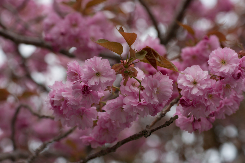 f:id:Yume-jun:20140518230129j:image:w640 f:id:Yume-jun:20140518230129j:image:w640